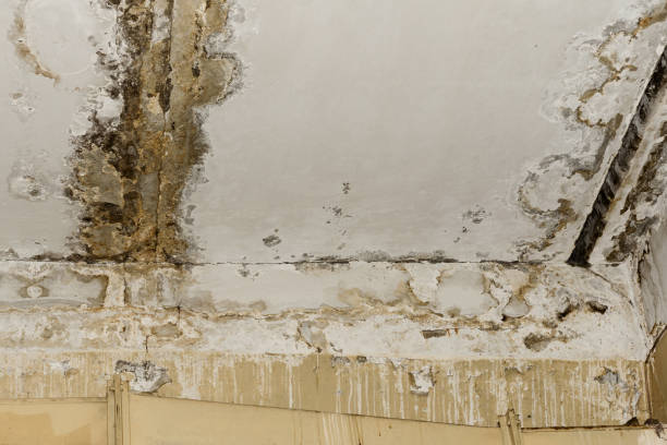 Best 24/7 water damage repair  in Parker, SC